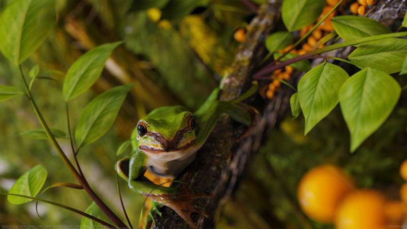 Green tree frog fondo de escritorio