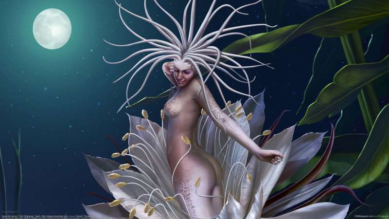 Dama de noche fondo de escritorio