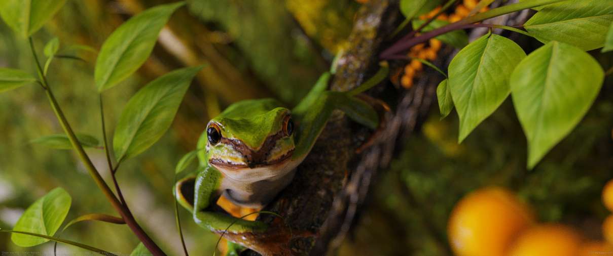 Green tree frog ultra ancha fondo de escritorio